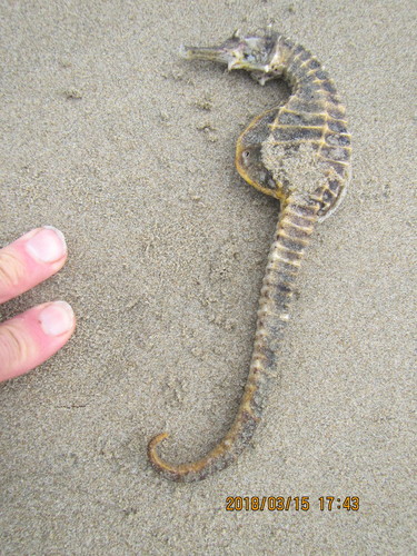 First time find washed up on the beach.