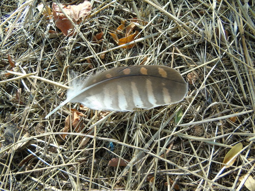 Plume de Faucon crécerellette