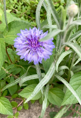 Centaurea cyanus