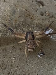 Xysticus texanus