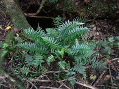 Asplenium lamprophyllum