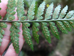 Asplenium lamprophyllum