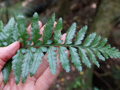 Asplenium lamprophyllum