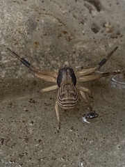 Xysticus texanus