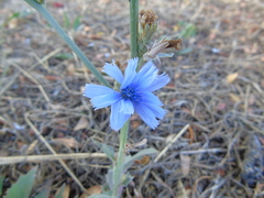 Cichorium intybus