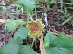 Dorstenia contrajerva