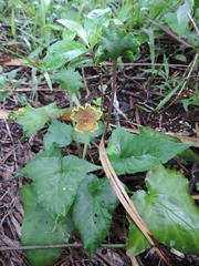 Dorstenia contrajerva