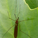 Giant Western Crane Fly - Photo (c) James Gaither, some rights reserved (CC BY-NC-ND)