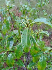 Symplocos tinctoria image