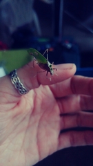 Pycnopalpa bicordata