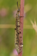 Distoleon tetragrammicus