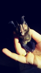 Gardnerycteris crenulatum