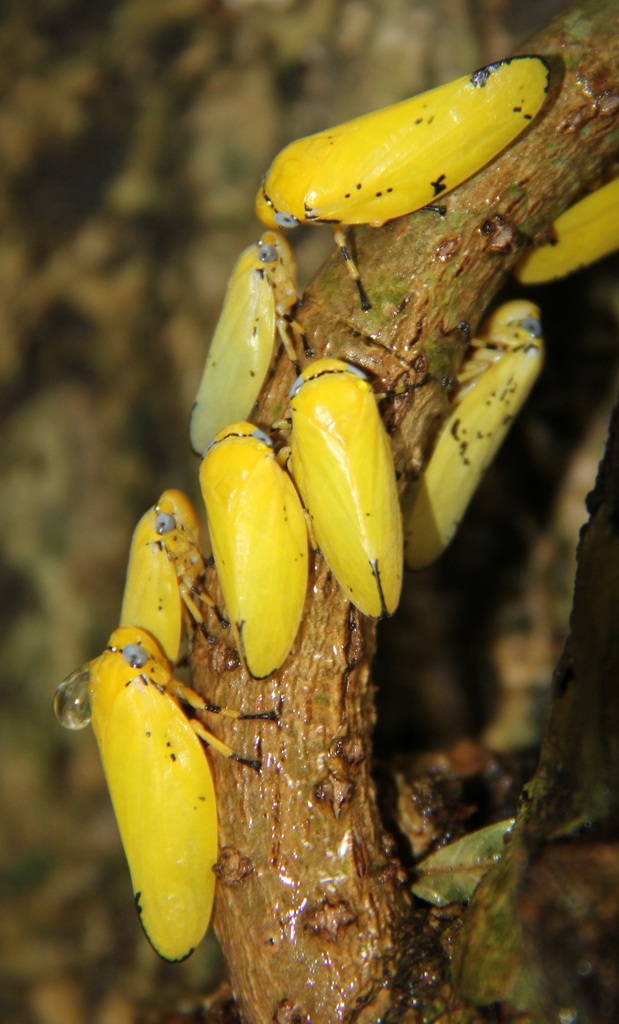 Yellow Raintree Spittlebug