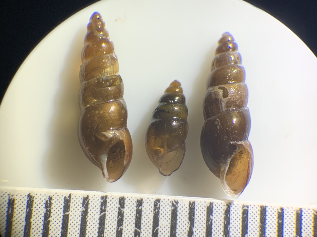 Hinkleyia