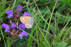 Coenonympha