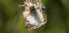 Heliopetes omrina