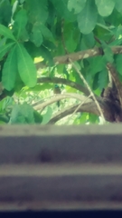 Momotus subrufescens