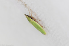 Draeculacephala navicula