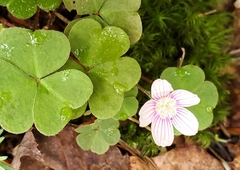 Oxalis montana image