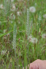 Plantago aristata