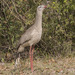 Red-legged Seriema - Photo (c) Paul Donahue, some rights reserved (CC BY-NC), uploaded by Paul Donahue