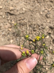 Orochaenactis thysanocarpha