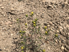 Orochaenactis thysanocarpha