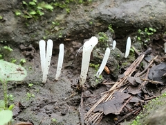 Clavaria subfalcata