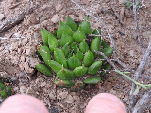 Haworthia mucronata Haw.