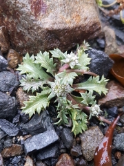 Eryngium vesiculosum