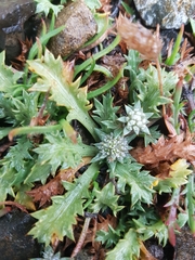 Eryngium vesiculosum