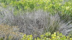 Bradypodion ventrale