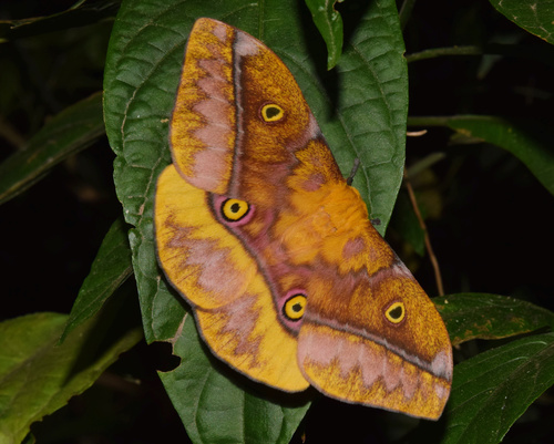 Wahlberg's Emperor