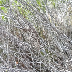 Bradypodion ventrale