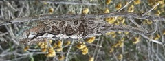 Bradypodion ventrale