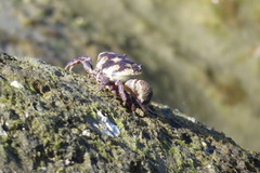 Xanthidae