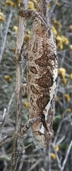 Bradypodion ventrale