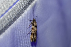 Walshia miscecolorella