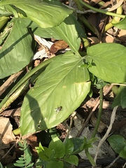 Diptera