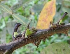 Umbonia crassicornis