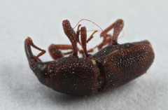 Sitophilus oryzae