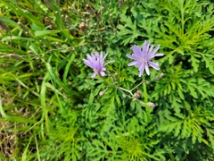 Lactuca tatarica