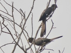 Crinifer piscator