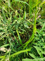 Lactuca tatarica