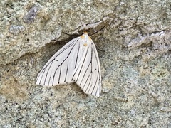 Neuromelia selectata