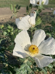 Argemone polyanthemos