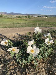 Argemone polyanthemos