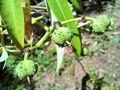 Euphorbia mellifera