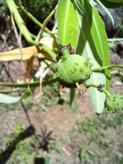 Euphorbia mellifera