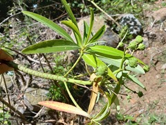 Euphorbia mellifera